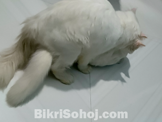 Semi punch face Persian cat adult male.